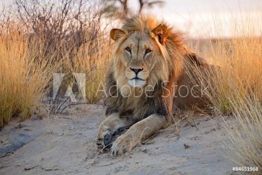 Bild på Big male African lion Kalahari desert